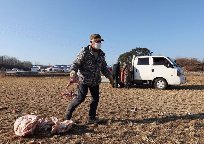 김덕성 지회장이 들판에 독수리들의 먹이를 내려놓고 있다.