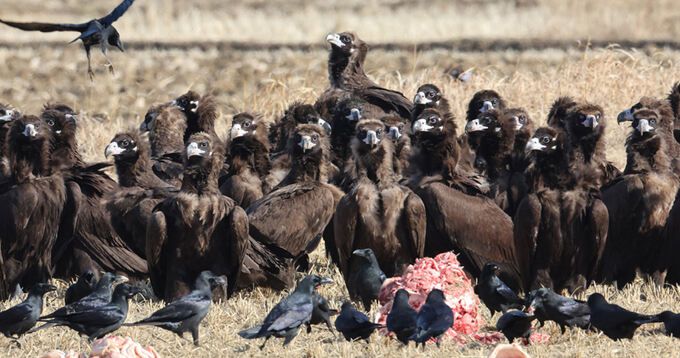 독수리 무리와 까마귀 떼가 먹이를 사이에 두고 서로를 바라보고 있다.