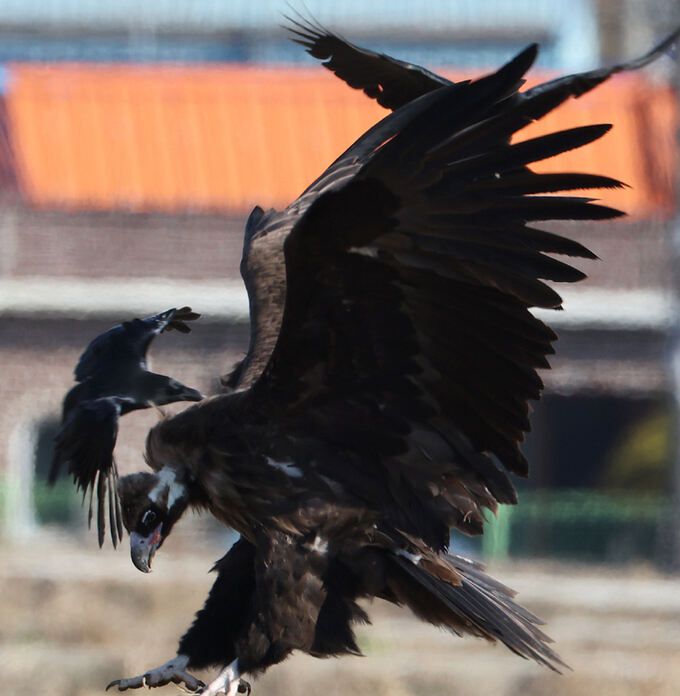 까마귀 한 마리가 독수리를 공격하고 있다.