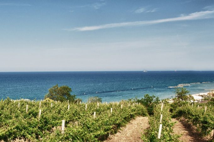 바다와 가까운 테누타 울리쎄 포도밭. 인스타그램