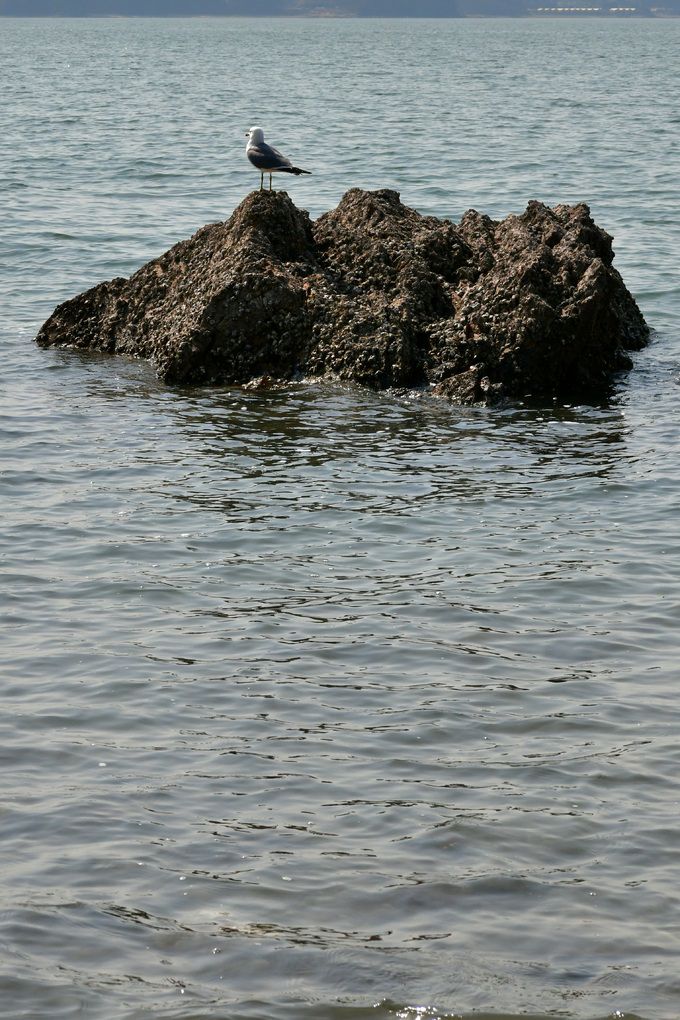 구봉도 가는 길 갯바위 갈매기