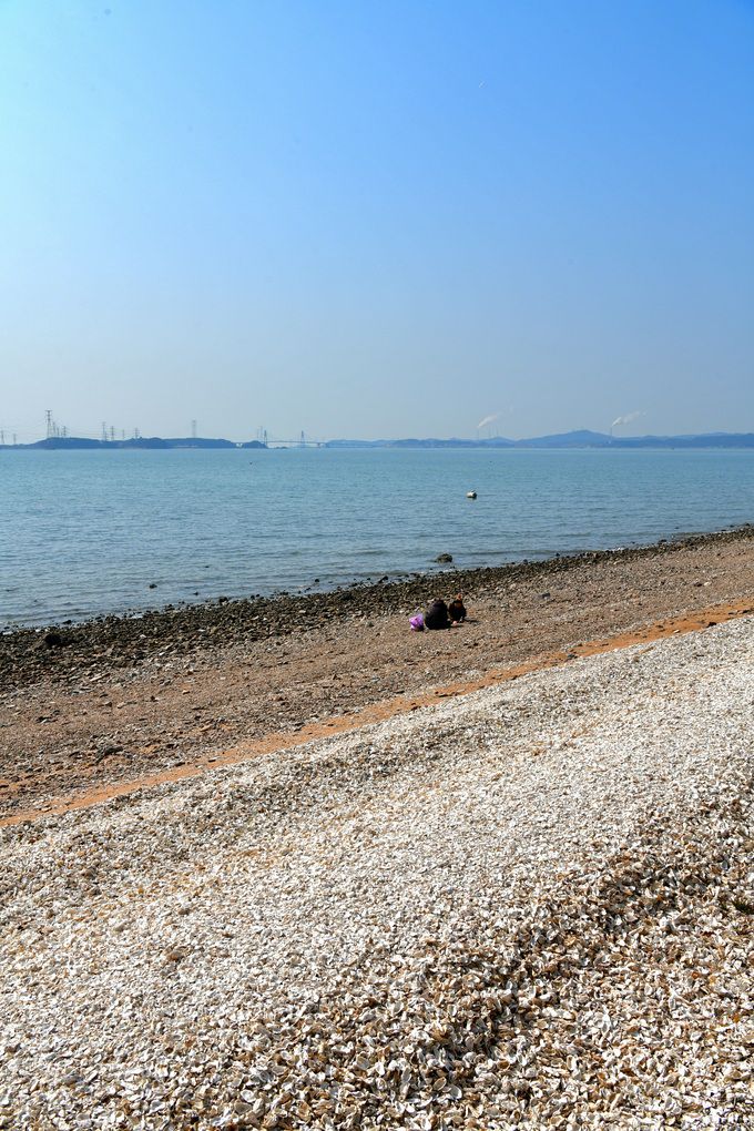 구봉도 가는 길 굴껍질 해변