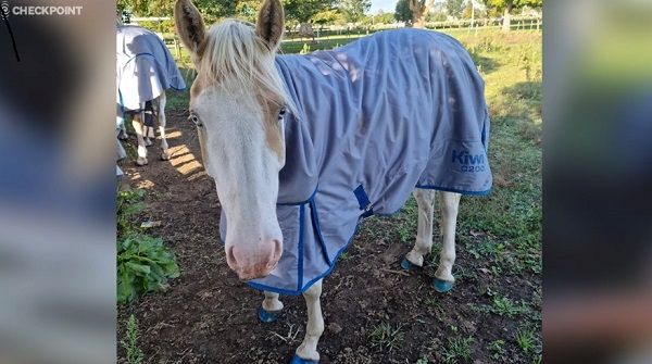 ‘슬림 셰이디’가 서 있는 모습. 라디오 뉴질랜드(RNZ) 웹사이트 캡처