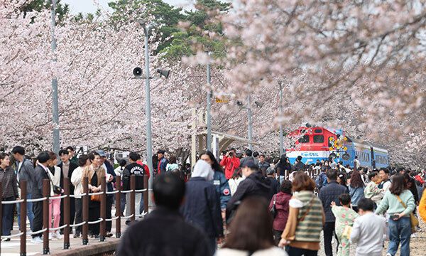 진해군항제가 열리는 26일 오전 경남 창원시 진해구 경화역 공원에서 관광객이 활짝 핀 벚꽃을 배경으로 봄 추억을 만들고 있다. 연합뉴스