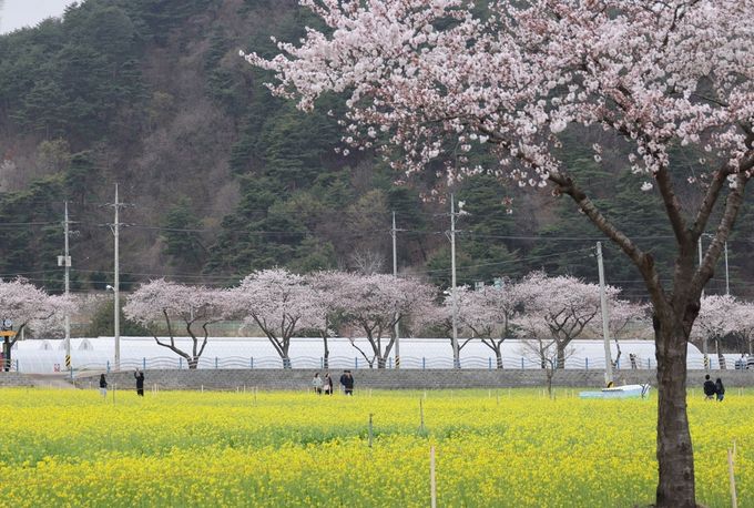 삼척 맹방 유채꽃. 삼척시 제공. 연합뉴스