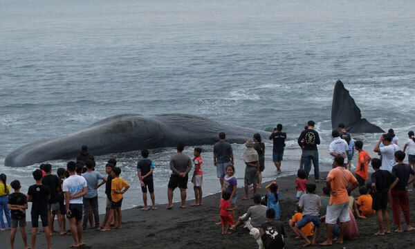 인도네시아 발리 주민들이 물속에 잠겨 있는 고래 사체를 해변에서 바라보고 있다. 덴파사르=로이터·연합뉴스