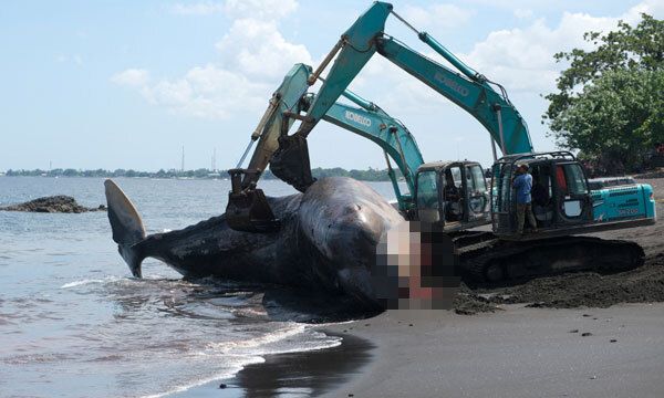 인도네시아 해양 당국이 6일 고래 사체를 씻은 뒤 옮기고 있다. 덴파사르=로이터·연합뉴스