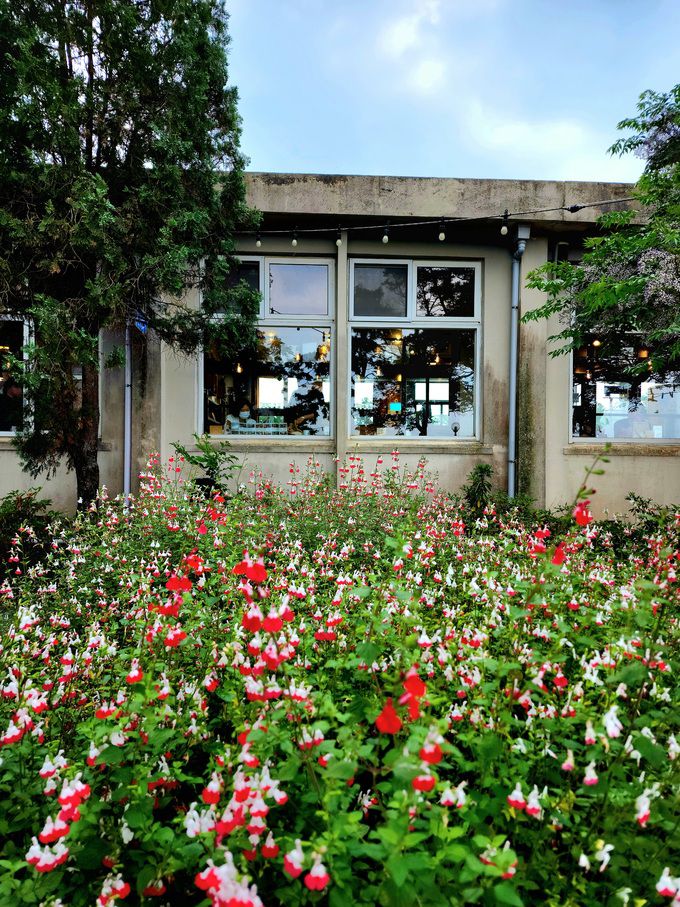 명월국민학교 뒷뜰 세이지