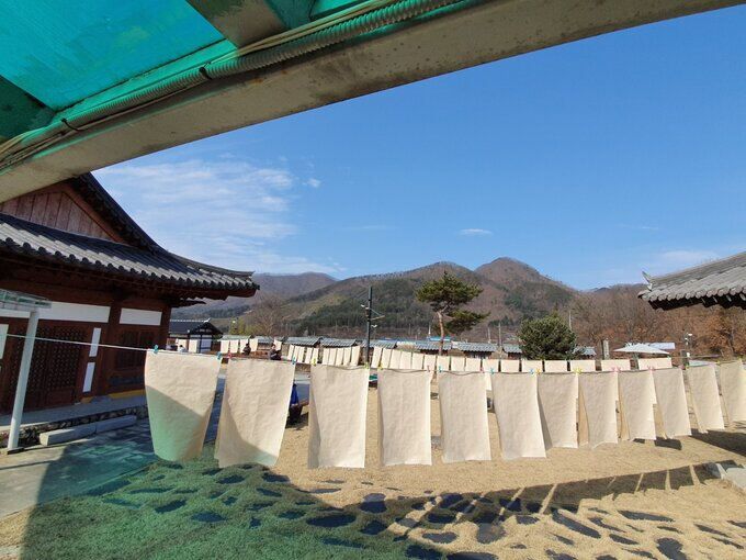 2020년 2월 완주 대승 한지마을 도침작업 후 늘어 말리고 있는 한지. 저자 제공