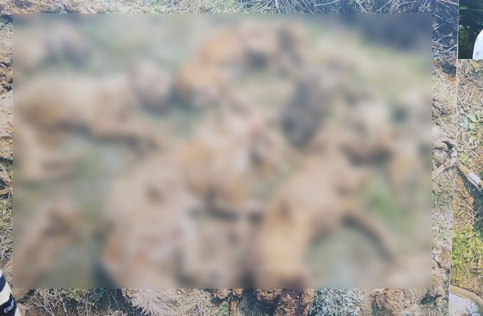 동물보호단체 관계자들이 지난 30일 서울 용산 대통령 집무실 앞에서 열린 신종펫샵 사기 및 동물보호법 위반 고발 기자회견에서 보호소 사칭 신종 펫숍업체 제재 방안 마련을 촉구하고 있다.