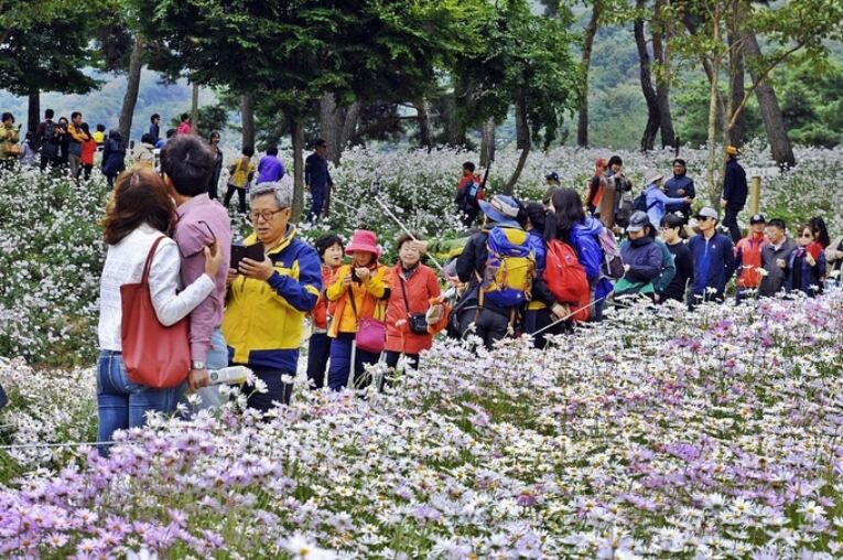 정읍 구절초 테마파크를 찾은 방문객들이 만개한 구절초를 즐기고 있다. 정읍시 제공