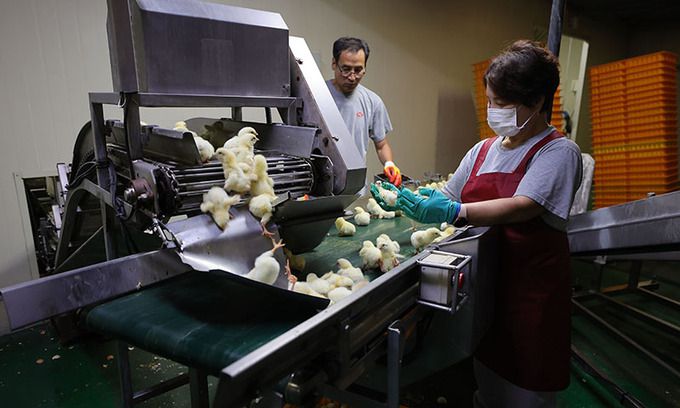 하림낭산부화장 직원들이 병아리 감별에 앞서 병든 병아리를 선별하고 있다.