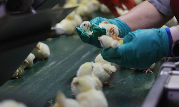 하림낭산부화장 직원들이 병아리 감별에 앞서 병든 병아리를 선별하고 있다.