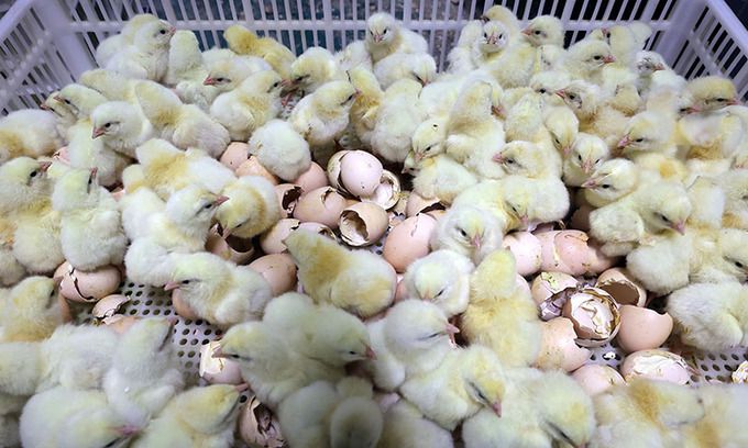 알을 깨고 나온 병아리들이 약추 선별과정을 앞두고 있다.