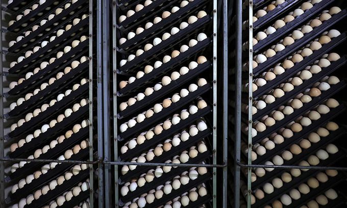 하림낭산부화장 입란실 발육기에서 유정란들이 28~30℃ 온도로 18일 동안 자란다.