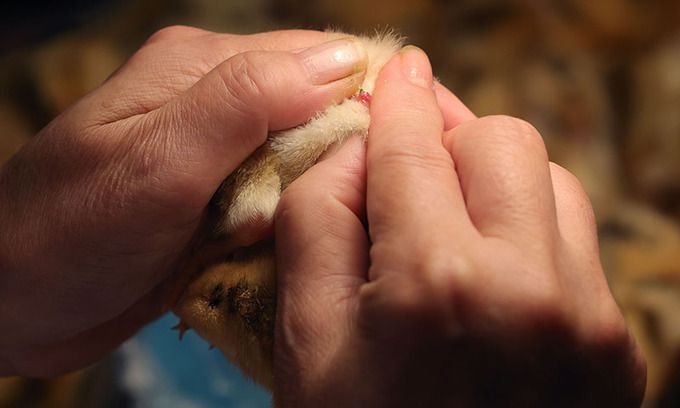 하경미 병아리 감별사가 병아리를 집어 항문을 벌리고 암수를 구분하고 있다. 좁쌀 3분의 1만큼 작은 돌기로 암수를 구분한다.