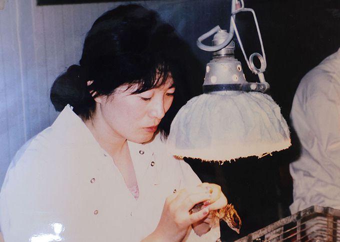 하경미 병아리 감별사가 15여 년 전 프랑스 한 농장에서 병아리 감별하는 모습이다.