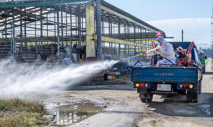 럼피스킨병 방제. 뉴시스