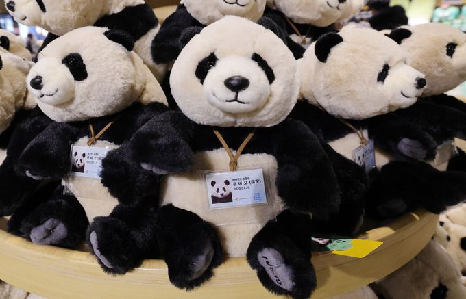 에버랜드 판다월드 기념품점에 푸바오 인형이 전시되어 있다. 에버랜드 전체 방문객 10명 중 1명은 인형, 헤어밴드 등 판다 관련 굿즈를 기념품으로 구입한다.