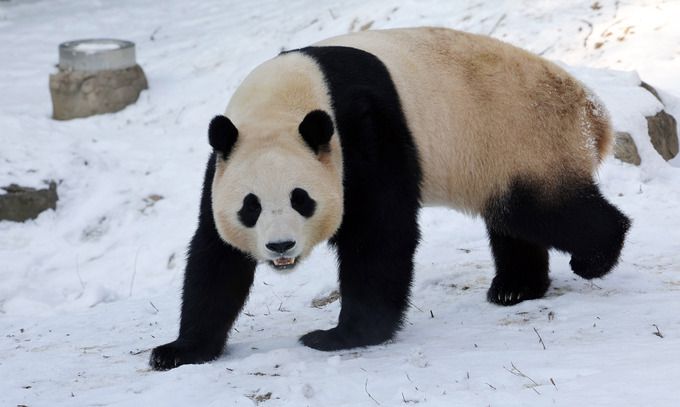 에버랜드 판다월드에서 푸바오가 눈 위를 걸으며 산책하고 있다.