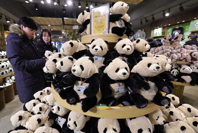 에버랜드 판다월드 기념품점에 푸바오 인형이 전시되어 있다. 에버랜드 전체 방문객 10명 중 1명은 인형, 헤어밴드 등 판다 관련 굿즈를 기념품으로 구입한다.