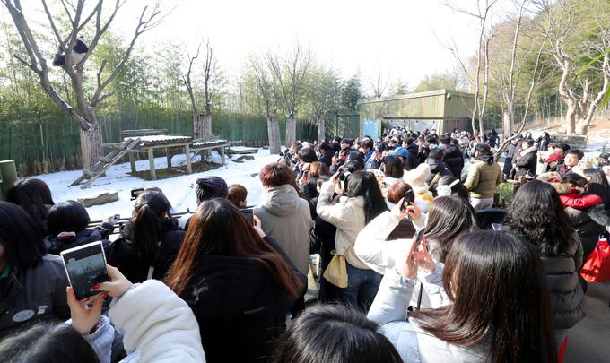 에버랜드 판다월드를 찾은 관람객들이 야외 전시장에서 러바오를 보기 위해 몰려 있다.