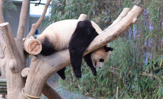 에버랜드 판다월드에서 푸바오가 나무에 올라 잠을 자고 있다.