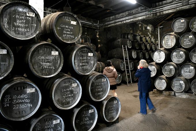 소제비누스 콜헤이타 오크통. 최현태 기자