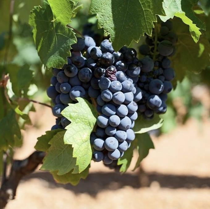 프리미티보. 인스타그램