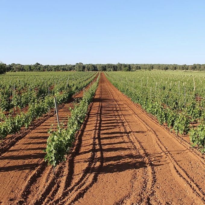 산 마르짜노 풀리아 만두리아 포도밭. 인스타그램