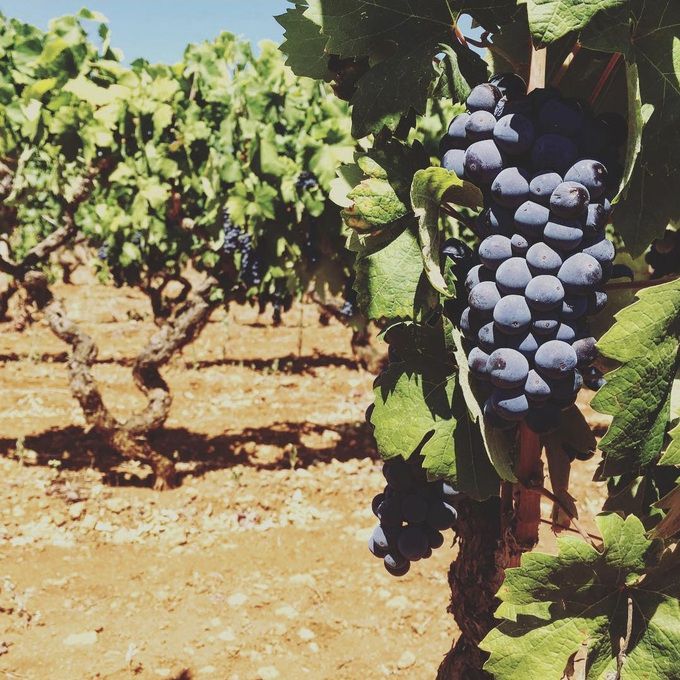 네그로아마로 올드바인. 인스타그램