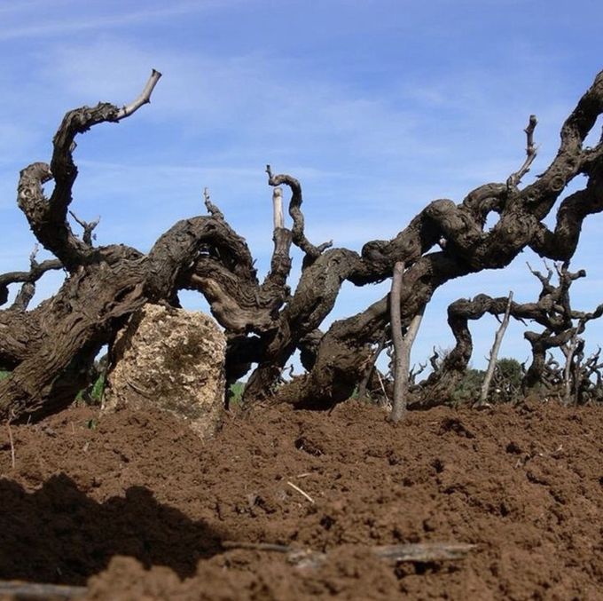 산 마르짜노 부시바인. 인스타그램