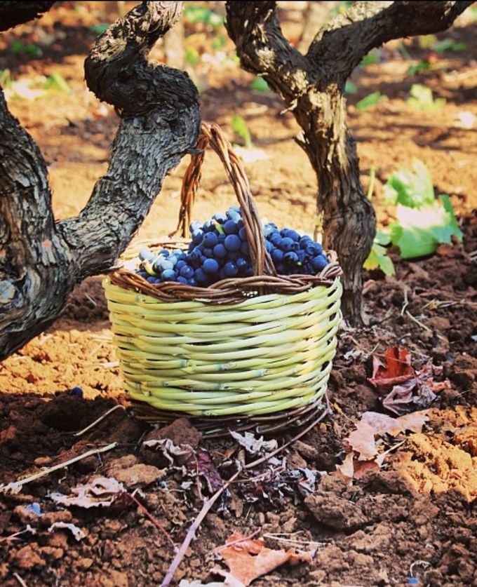 산 마르짜노 부시바인 올드바인. 인스타그램