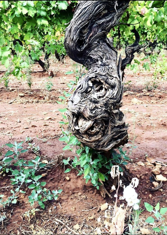 산 마르짜노 부시바인 올드바인. 인스타그램