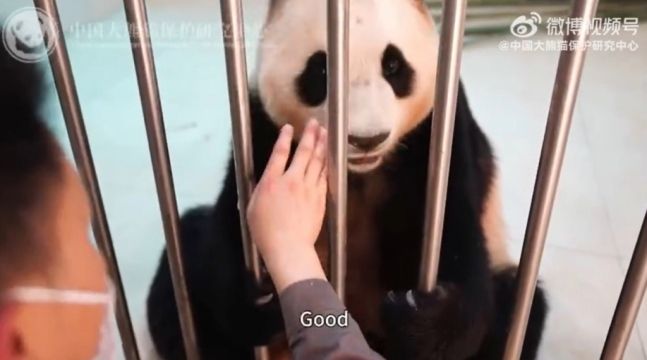 중국자이언트판다보호센터 관계자가 푸바오를 맨손으로 접촉하고 있다. 중국판다보호센터 웨이보