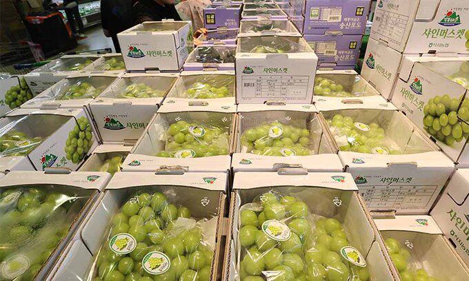 한 대형마트에 진열된 샤인머스캣. 연합뉴스