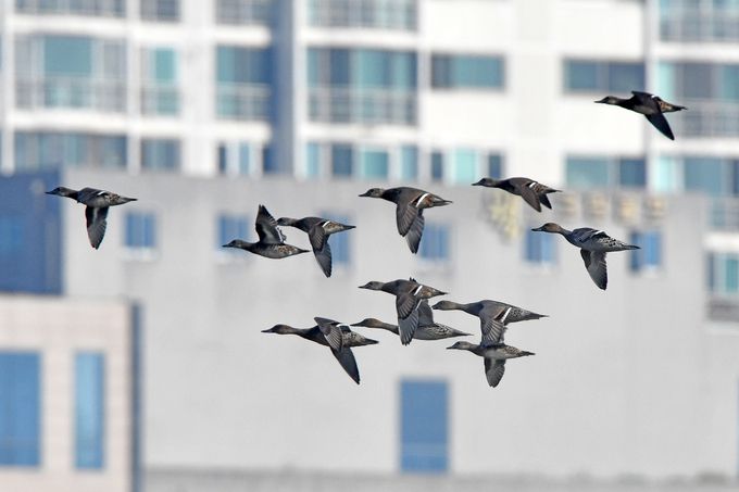 겨울철새인 고방오리와 알락오리. 뉴스1