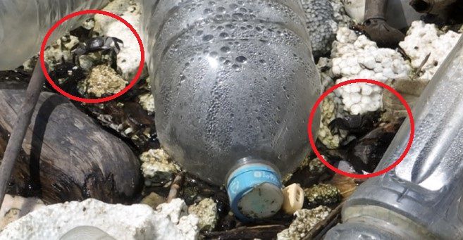 장항습지에서 서식하는 말똥게.