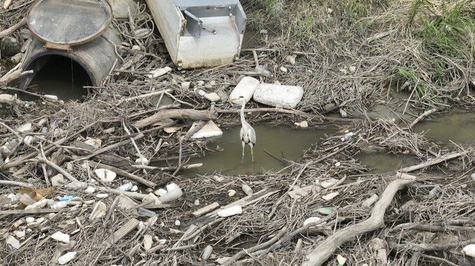 장항습지 내 스티로폼과 페트병 쓰레기 사이에서 서식하는 왜가리.