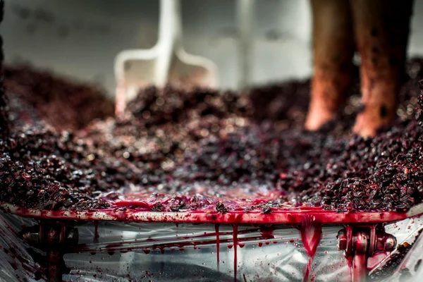 포도 발효. 홈페이지