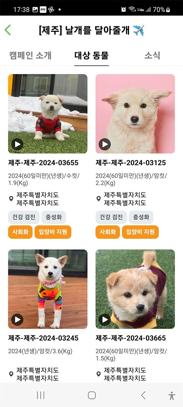 제주도 유기동물 입양 캠페인. 제주도 동물위생시험소 제공