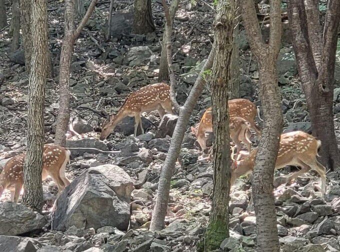 순천 봉화산에 서식하는 사슴들. 순천시 제공.