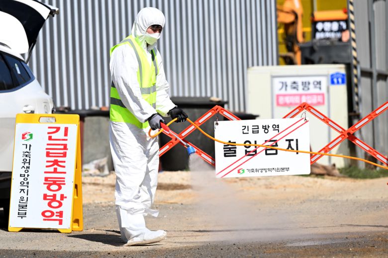 전남에서 첫 구제역이 발생한 지난 14일 오전 영암군 도포면의 한 구제역 발생 소 농장에서 방역 당국이 농장을 통제한 뒤 주변을 소독하고 있다. 뉴시스
