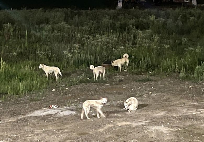 들개. 연합뉴스