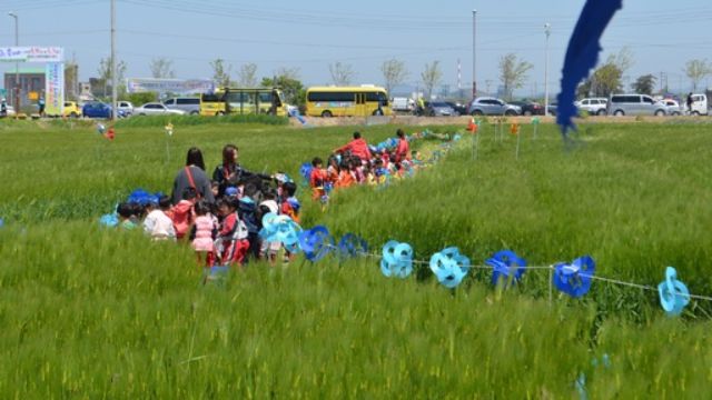군산꽁당보리축제를 찾은 유치원생들이 선생님과 함께 보리밭 길을 걸으며 봄기운을 만끽하고 있다. 군산시 제공