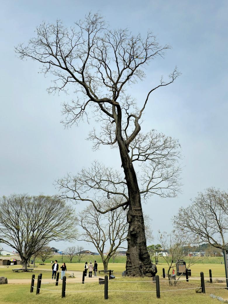 해미읍성 회화나무.