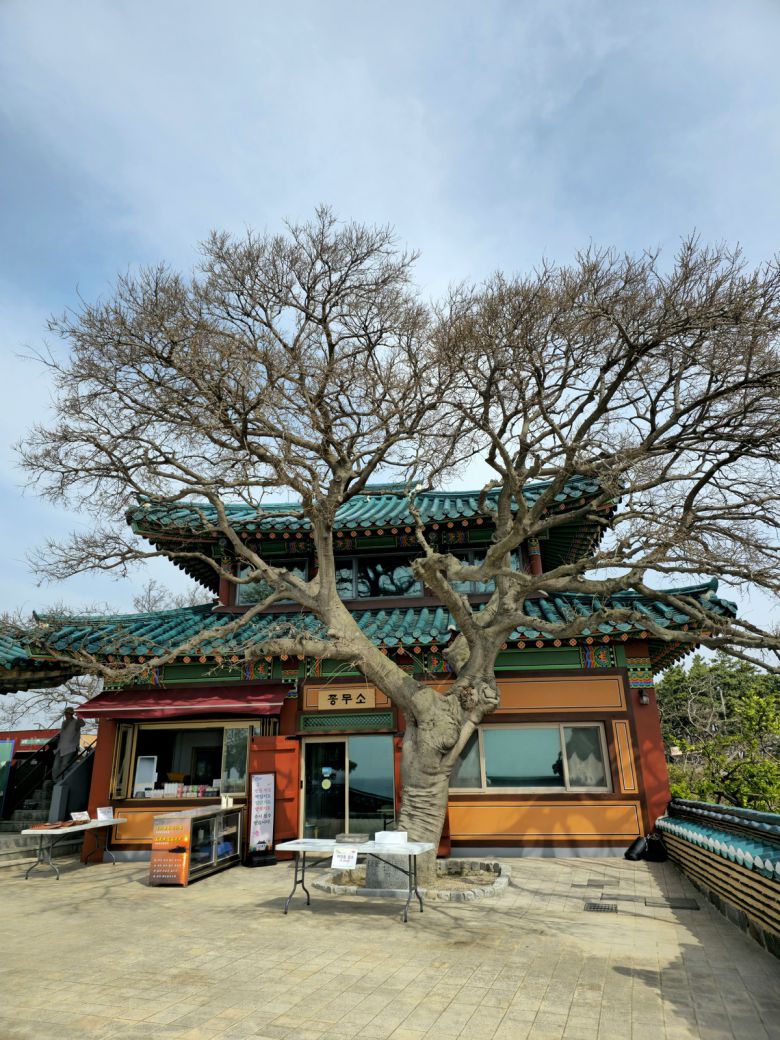 간월암 팽나무.