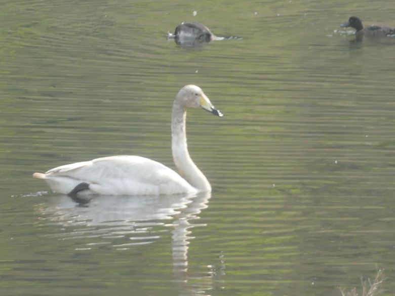 태화강에서 먹이활동을 하는 모습이 발견된 큰고니의 모습. 울산시 제공
