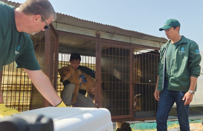 국제동물보호단체 ‘휴메인 월드 포 애니멀즈’와 배우 다니엘 헤니, 청주시 관계자들이 8일 불법 개 농장에서 구조한 개들을 미국으로 입양 보내기 위해 케이지에 태우고 있다. 청주시 제공