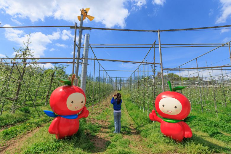 은성농원 사과밭.